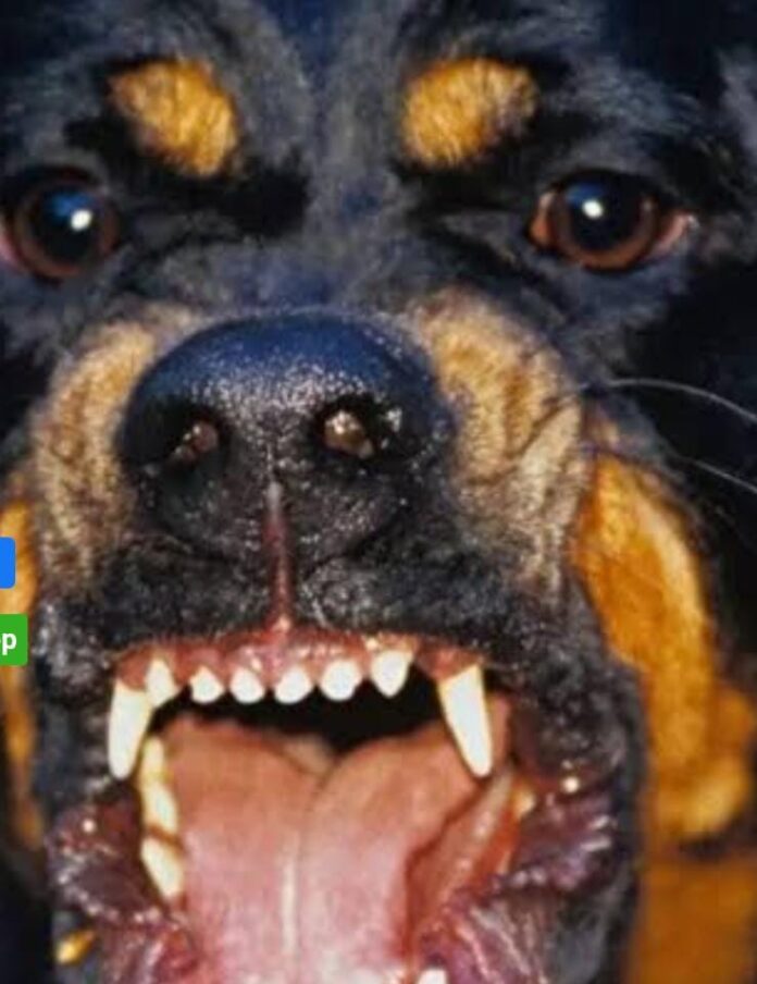 पागल कुत्ते का शिकार बने 15 लोग , 2 बच्चों की हालत नाजुक