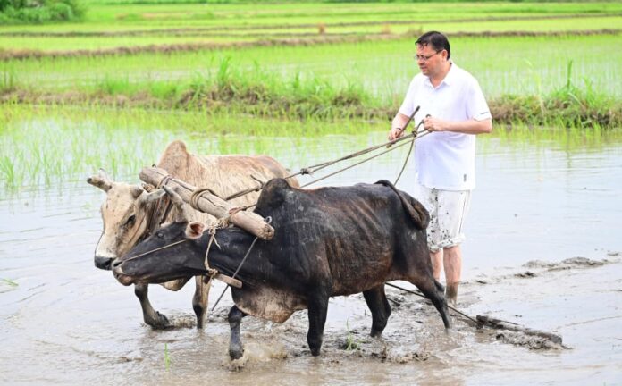 सीएम धामी ने खटीमा में की धान रोपाई, किसानों के श्रम को किया नमन