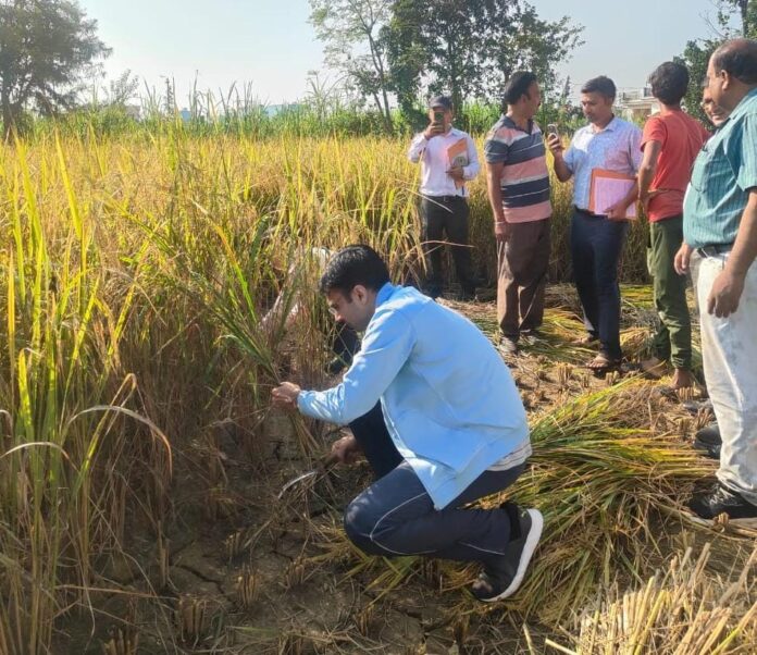 सुबह-सुबह किसान बन डीएम सविन पहुंचे धान के खेत, कृषकों संग की फसल कटाई