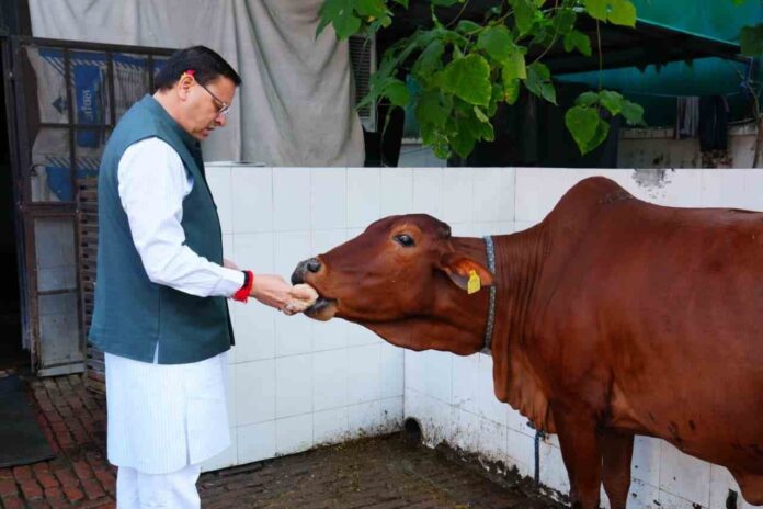 गोवर्धन पूजा के अवसर पर सीएम धामी ने की गौमाता की पूजा, गाय माता के सरंक्षण को लेकर की अपील