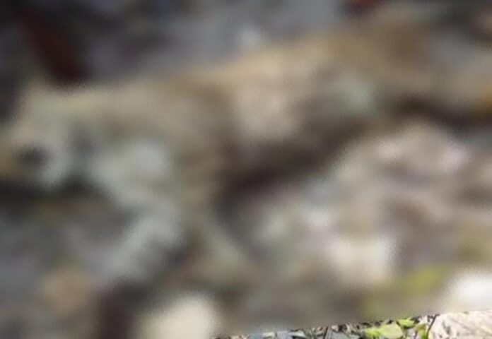 नर-भक्षी गुलदार ढेर किया गया, सीएम धामी के निर्देशों का त्वरित अनुपालन